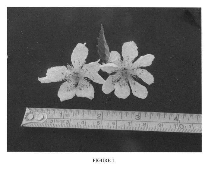 Figure 1 of US plant patent PP26368, the photograph of Camila printed in the patent.