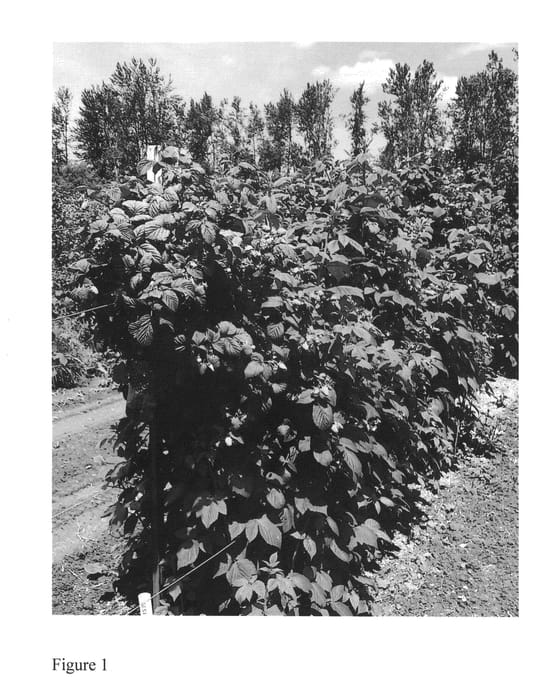 Figure 1 of US plant patent PP26369, the photograph of Cascade Harvest printed in the patent.