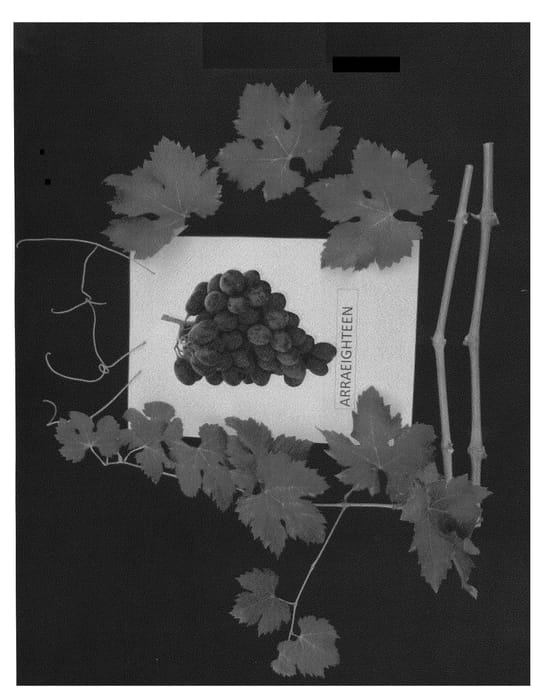 Figure 1 of US plant patent PP26370, the photograph of ARRAEIGHTEEN printed in the patent.