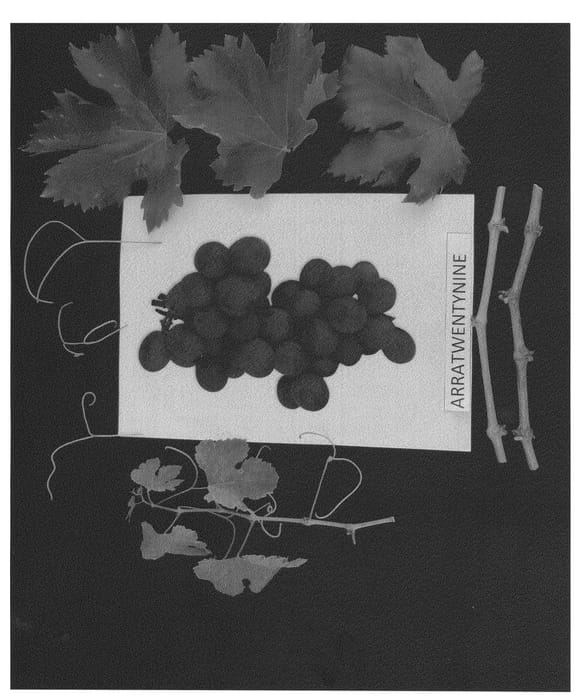 Figure 1 of US plant patent PP26371, the photograph of ARRATWENTYNINE printed in the patent.
