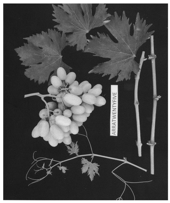 Figure 1 of US plant patent PP26372, the photograph of ARRATWENTYFIVE printed in the patent.