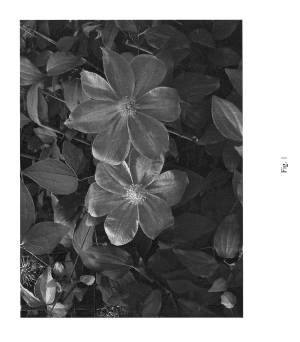 Figure 1 of US plant patent PP26373, the photograph of BLUE GLOSS printed in the patent.