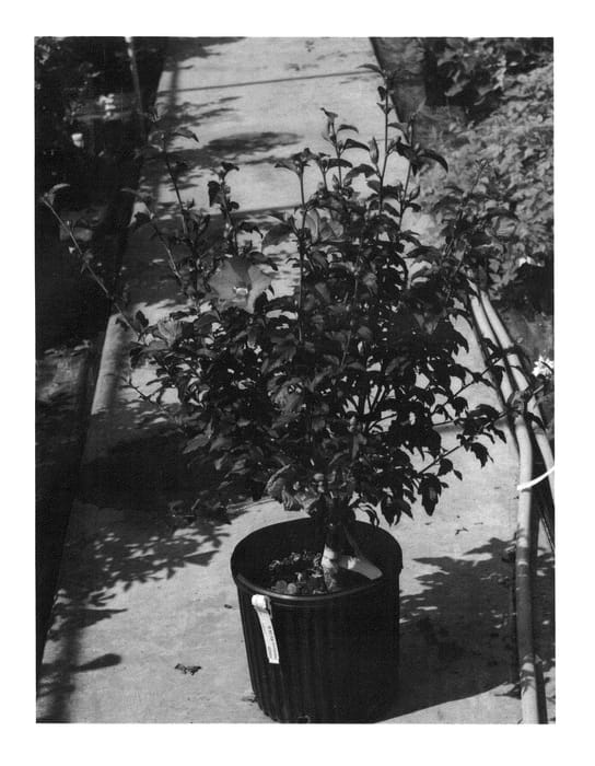 Figure 1 of US plant patent PP26374, the photograph of SHIMRV24 printed in the patent.