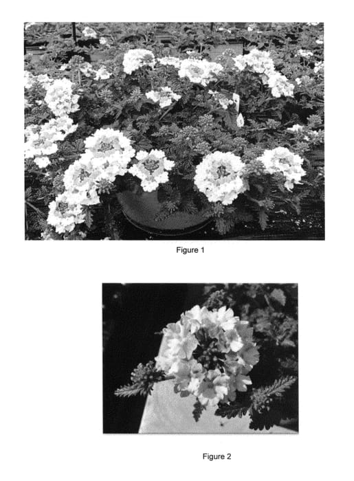 Figure 1 of US plant patent PP26375, the photograph of VEAZ0018 printed in the patent.