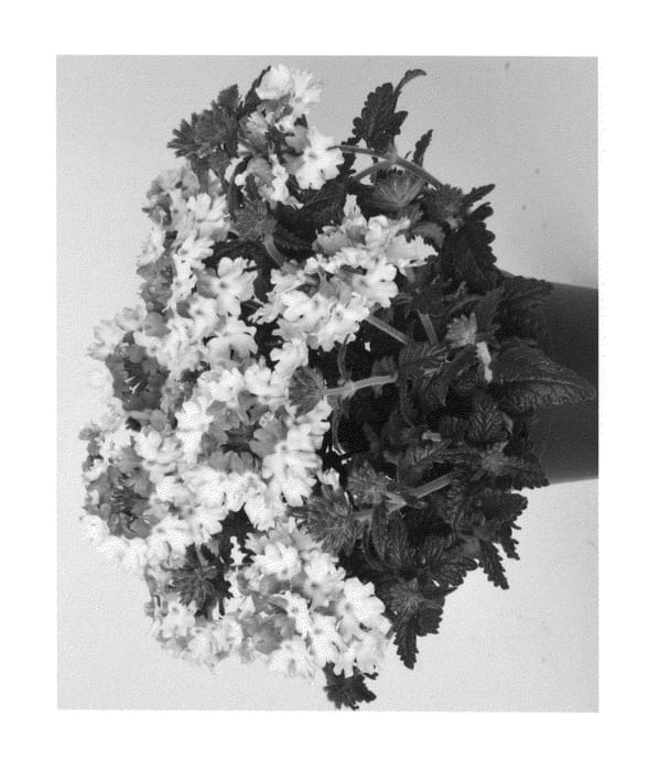 Figure 1 of US plant patent PP26376, the photograph of Duewicpur printed in the patent.