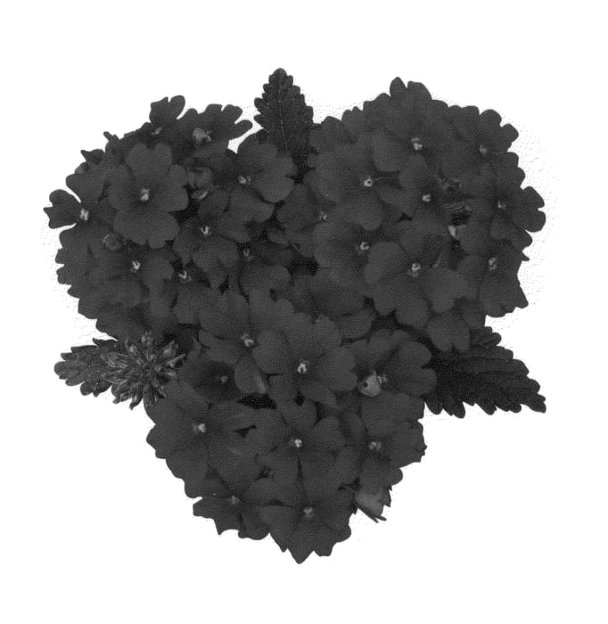 Figure 1 of US plant patent PP26377, the photograph of Duempdar14 printed in the patent.