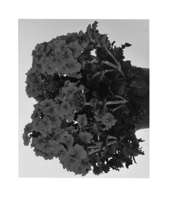 Figure 1 of US plant patent PP26378, the photograph of Duempfre14 printed in the patent.