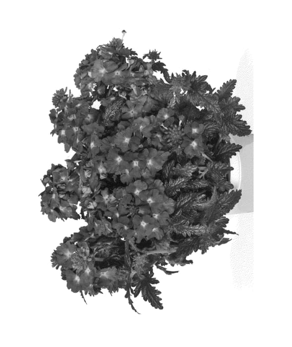 Figure 1 of US plant patent PP26379, the photograph of Duempflapus printed in the patent.