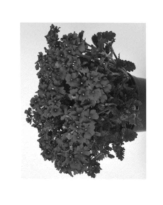 Figure 1 of US plant patent PP26380, the photograph of Duempflache printed in the patent.