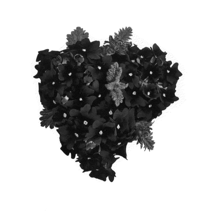 Figure 1 of US plant patent PP26381, the photograph of Duempviobu printed in the patent.