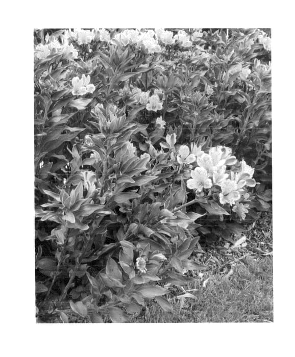 Figure 1 of US plant patent PP26382, the photograph of Teshunte printed in the patent.