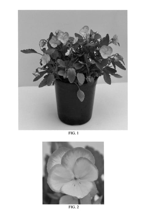 Figure 1 of US plant patent PP26383, the photograph of Halo Lemon Frost printed in the patent.