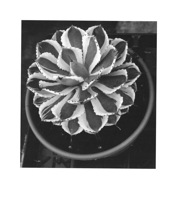 Figure 1 of US plant patent PP26384, the photograph of Desert Diamond printed in the patent.