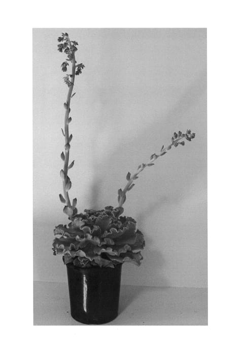 Figure 1 of US plant patent PP26385, the photograph of ECRAQ03-0 printed in the patent.
