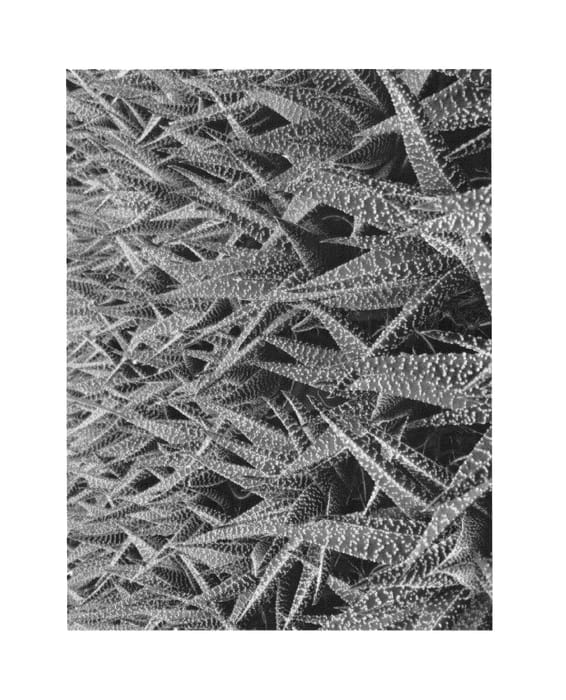 Figure 1 of US plant patent PP26386, the photograph of SEASTAR printed in the patent.