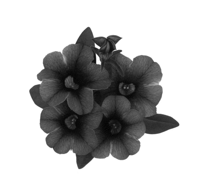 Figure 1 of US plant patent PP26388, the photograph of Duealtineo printed in the patent.