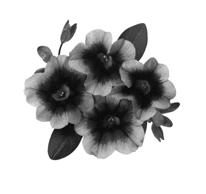 Figure 1 of US plant patent PP26389, the photograph of Duehulhop printed in the patent.