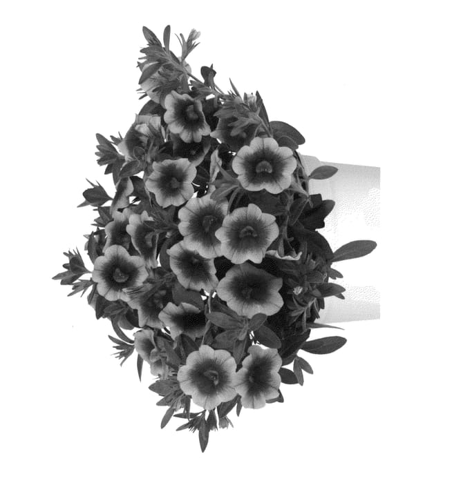 Figure 1 of US plant patent PP26390, the photograph of Duehulor printed in the patent.