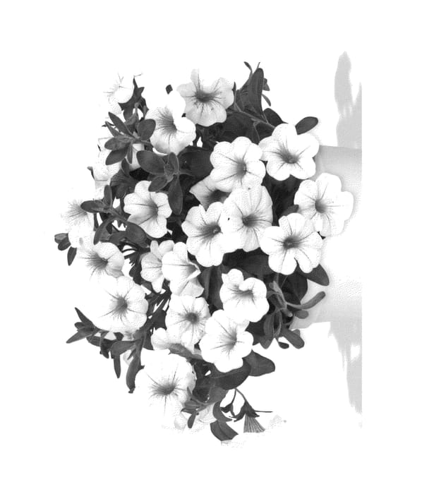 Figure 1 of US plant patent PP26392, the photograph of Duealkowi printed in the patent.