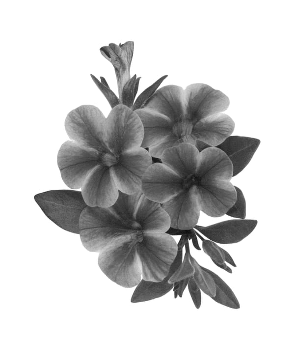 Figure 1 of US plant patent PP26393, the photograph of Duevolne printed in the patent.