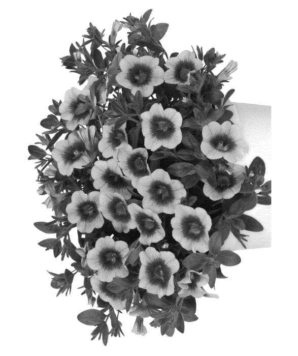 Figure 1 of US plant patent PP26394, the photograph of Duehulgo printed in the patent.