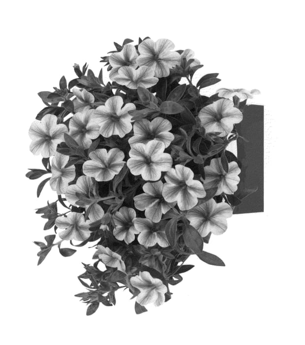 Figure 1 of US plant patent PP26395, the photograph of Duevolsus printed in the patent.