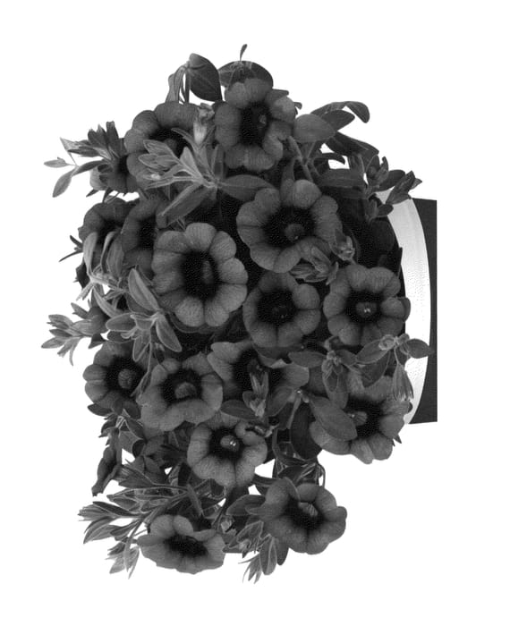 Figure 1 of US plant patent PP26396, the photograph of Duehulcher printed in the patent.