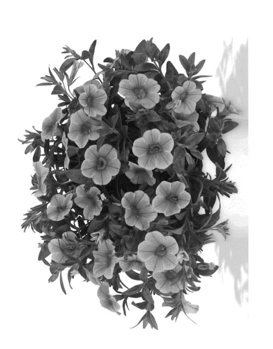Figure 1 of US plant patent PP26397, the photograph of Duevolgo printed in the patent.