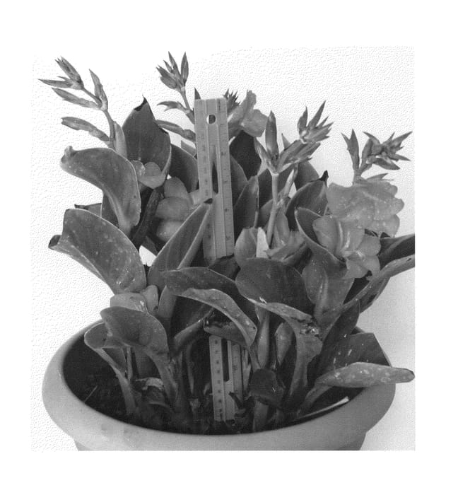 Figure 1 of US plant patent PP26398, the photograph of LEESHECAN01 printed in the patent.