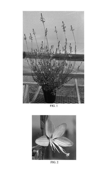 Figure 1 of US plant patent PP26399, the photograph of Whiskers Deep Rose printed in the patent.
