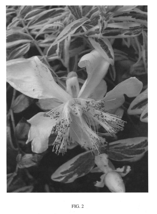 Figure 2 of US plant patent PP26400, the photograph of CROWTHYP printed in the patent.