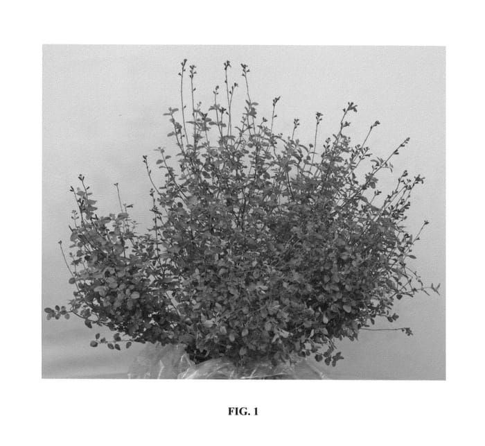 Figure 1 of US plant patent PP26401, the photograph of Red Swing printed in the patent.