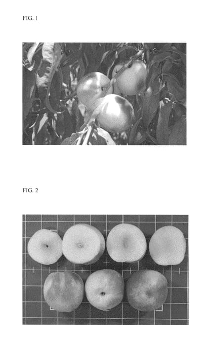 Figure 1 of US plant patent PP26402, the photograph of Bowden printed in the patent.