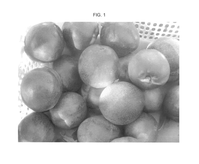 Figure 1 of US plant patent PP26403, the photograph of Andes Nec-1 printed in the patent.