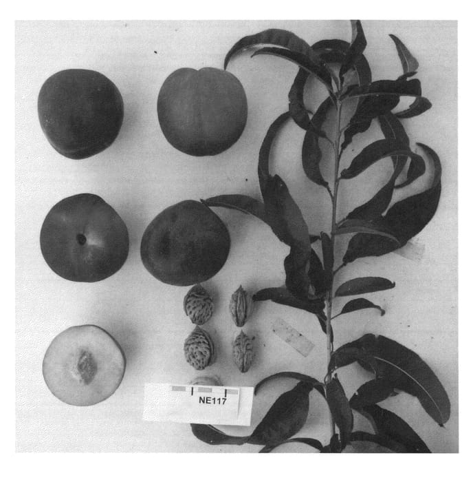 Figure 1 of US plant patent PP26404, the photograph of Nectarine tree named SUNECTWENTYTHREE printed in the patent.