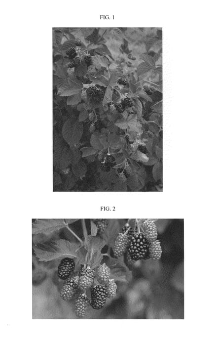 Figure 1 of US plant patent PP26405, the photograph of A-1960 printed in the patent.
