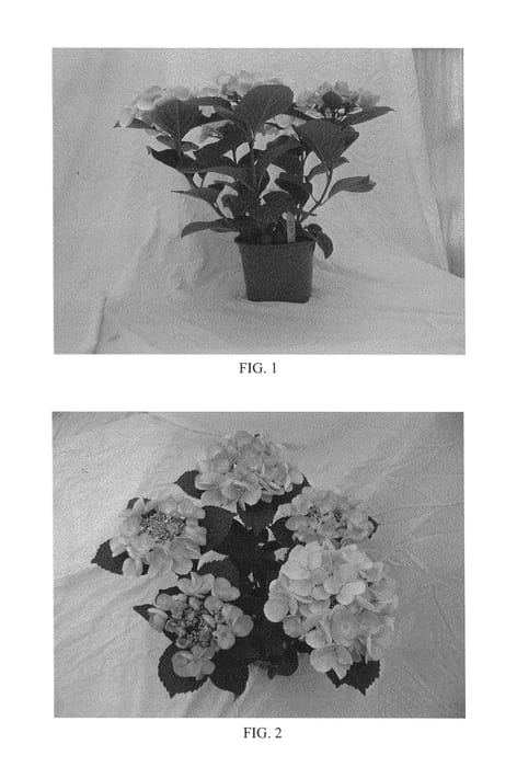 Figure 1 of US plant patent PP26407, the photograph of BCHY-11.033 printed in the patent.
