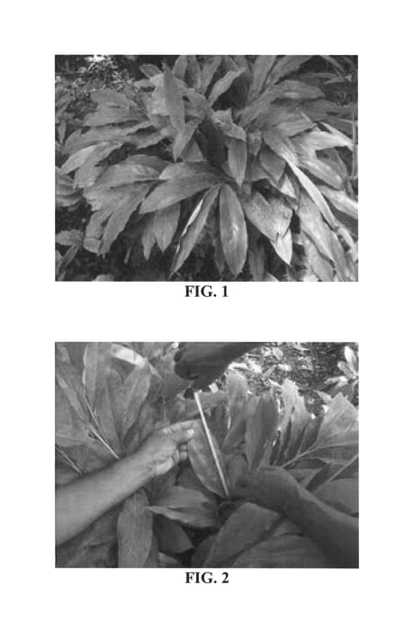 Figure 1 of US plant patent PP26408, the photograph of McghieJCG printed in the patent.