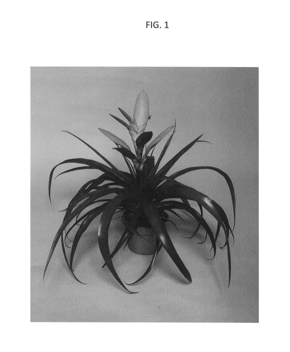 Figure 1 of US plant patent PP26409, the photograph of Duraant printed in the patent.