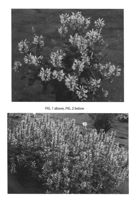 Figure 1 of US plant patent PP26410, the photograph of Kudos Gold printed in the patent.