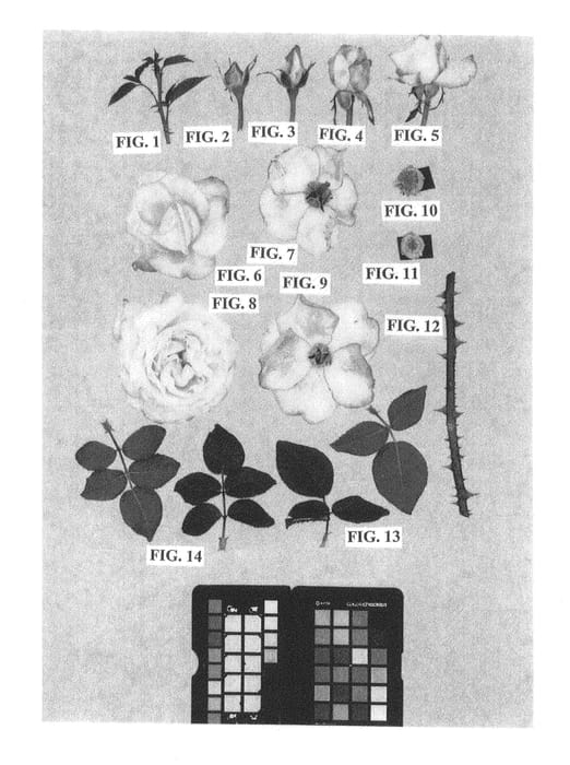 Figure 1 of US plant patent PP26411, the photograph of Meisaliza printed in the patent.