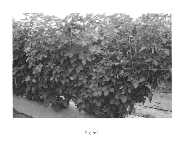 Figure 1 of US plant patent PP26413, the photograph of Amara printed in the patent.