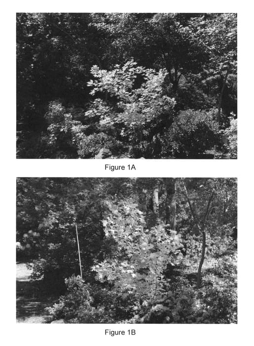 Figure 1 of US plant patent PP26414, the photograph of Super Dragon printed in the patent.