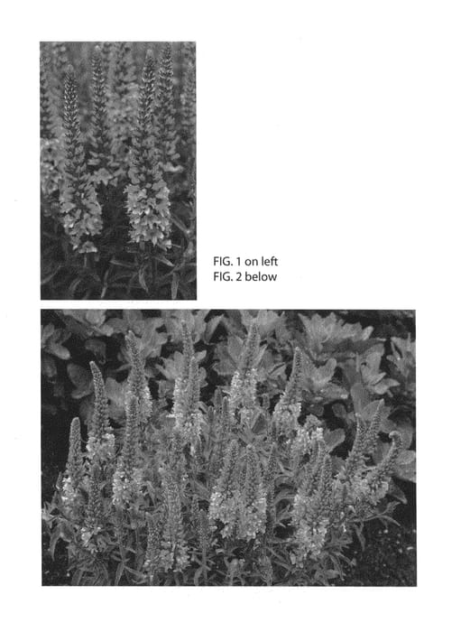 Figure 1 of US plant patent PP26416, the photograph of TNVERA printed in the patent.