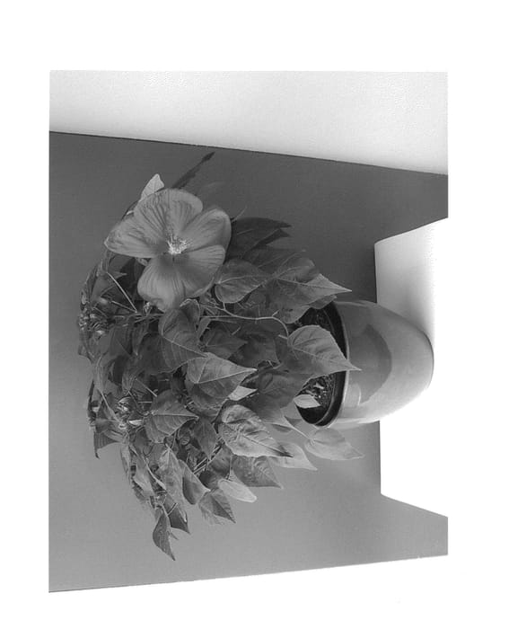 Figure 1 of US plant patent PP26417, the photograph of Extrmag printed in the patent.