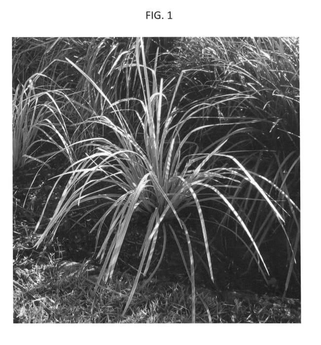 Figure 1 of US plant patent PP26418, the photograph of LMV200 printed in the patent.
