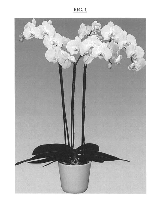 Figure 1 of US plant patent PP26419, the photograph of Honesty printed in the patent.