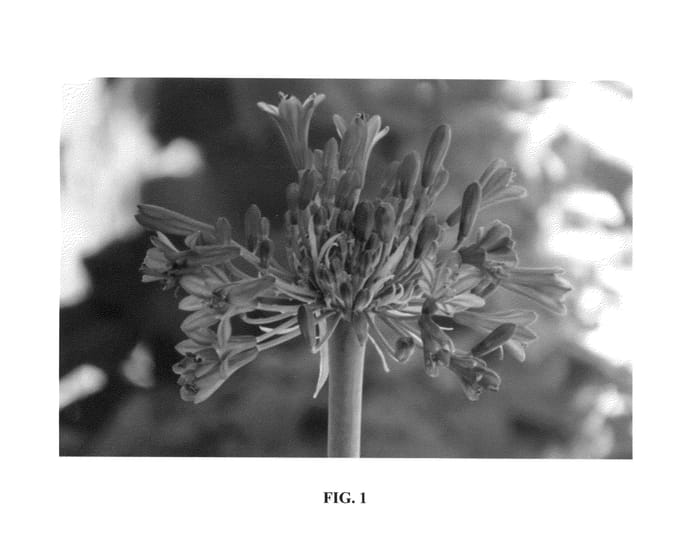 Figure 1 of US plant patent PP26420, the photograph of Blue Bayou printed in the patent.