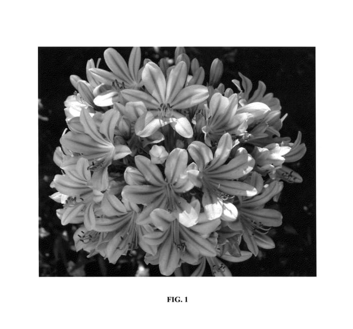 Figure 1 of US plant patent PP26421, the photograph of Full Moon printed in the patent.