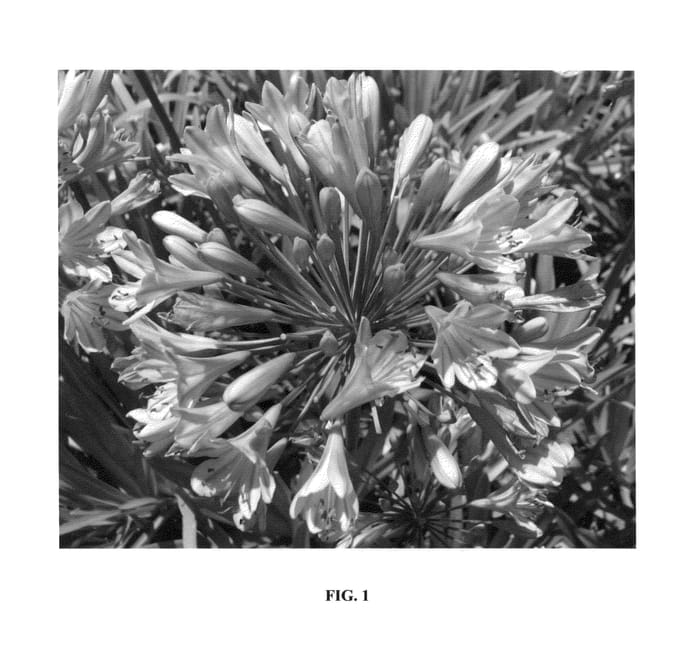 Figure 1 of US plant patent PP26422, the photograph of Blue Flare printed in the patent.